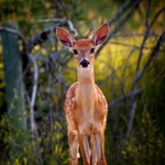 Whitetail Fawn