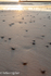 Stones on the Beach