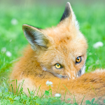 Red Fox Kit #1