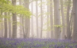 Bluebells in the Mist: 295E