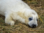 Atlantic Grey Seal
