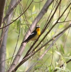 Yellow Rumped Flycatcher