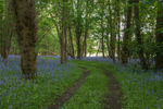 Bluebell Woods, Dorset
