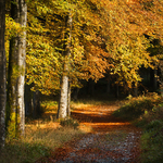 Autumn Light