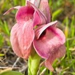 Scarce Serapias (Serapias neglecta)