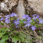 Hepatica (Hepatica nobilis also H.  triloba and Anemone hepatica)
