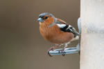 Chaffinch-male_ACP_7511-1