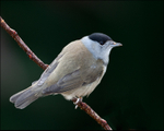 Blackcap - male (Sylvia atricapilla)