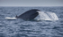 Blue Whale, Pico Island, Azores