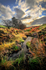 Autumn Moors