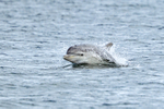 Bottlenose Dolphin surfacing, Chanonry Point, Scotland