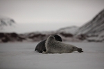 1 month old sealpup with his mother 1391