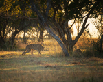 safari-138