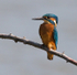 Kingfisher perched on a branch at Otmoor