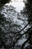 Frome Reflections FR _010