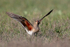 Collared Pratincole