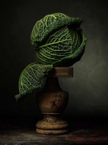 The Savoy. Light-painted still-life, featuring a Savoy cabbage. Lit with diffused torchlight.