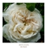 Rosa alba 'Mme Plantier' 1