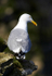 Herring Gull