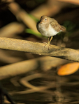 Spotted Sandpiper perched, Rio Cotos, Costa Rica