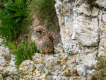 Kestrel