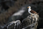 Kelp Gull (adult), Chanaral Island, Chile