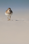 Least Sandpiper front view, Fort De Soto Park, Florida