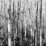 Corkscrew Swamp Sanctuary 2012