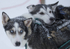 Huskies from the Dogsled team in Northern Finland