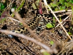 Adder