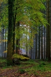 Misty Autumn Woodland No. 3