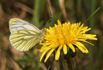 Green-Veined Butterfly