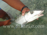 Held Bonefish.