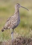 Curlew 2