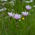 Mountain lettuce (Lactuca perennis) 