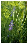 Anethum graveolens 2