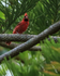 Northern Cardinal (male), frontal view, Hakalau, Hawaii