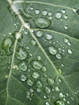 Rain on Leaves