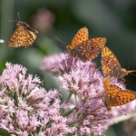 Glanville fritillary ( Melitaea cinxia)  (in flight on left) with  High brown fritillary (Argynnis adippe )