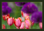 Onions and Tulips 2