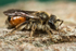 Andrena labiata (f)