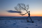 Moorland Birch, Peak District