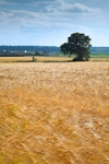 <center>Blowin in the wind</center>