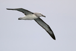 Salvin's Albatross portfolio