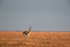 Thomson Gazelle