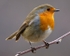 Robin (02)