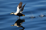Eider