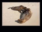 Sea lion pup feeding