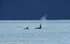 Orcas