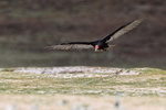 Turkey Vulture on landing approach, Volunteer Point, Falklands